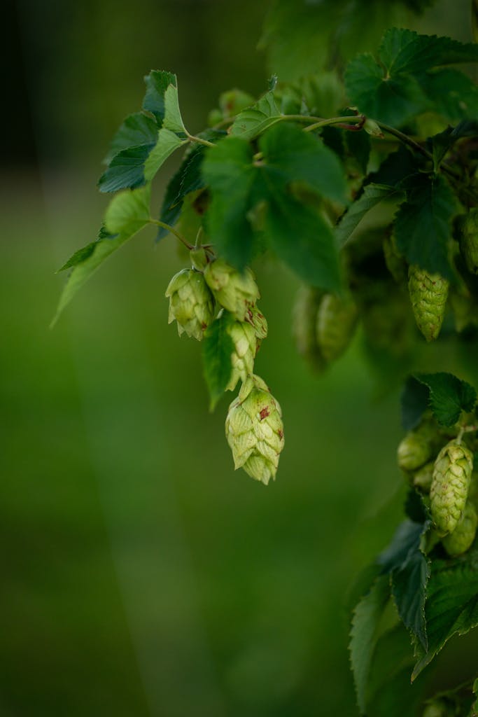 uprawa chmielu na emeryturze